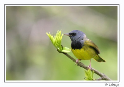 Paruline triste / Mourning Warbler