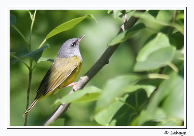 Paruline triste / Mourning Warbler