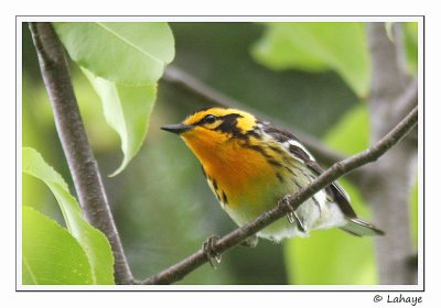 Paruline  gorge orange / Blackburnian Warbler