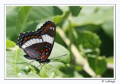 Amiral Blanc (limentis arthemis)