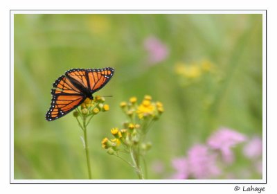 Vice-roi (Limenitis archippus)