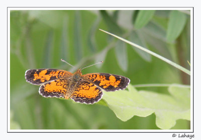 Croissant nordique / Phyciodes cocyta