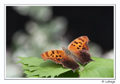Polygone à queue violacée (Polygonia interrogationis)