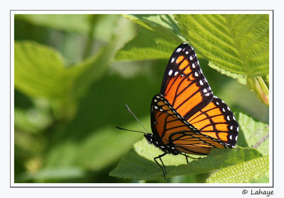 Vice-roi (Limenitis archippus)