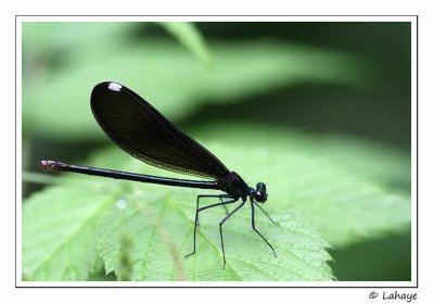 Demoiselle bristrée / Fem. / Ebony Jewiling (Caloptérix maculata)