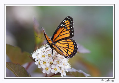 Vice-roi (Limenitis archippus)