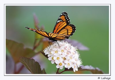 Vice-roi (Limenitis archippus)