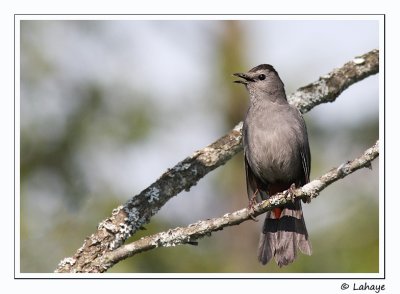 Moqueur chat / Gray Catbird