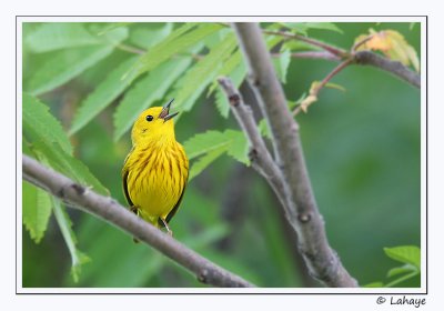 Paruline jaune / Yellow Warbler