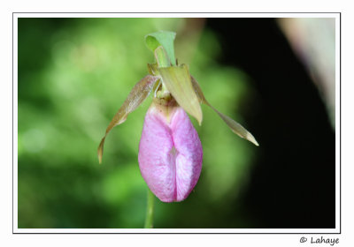 Sabot de la vierge (Cypripedium acaule)