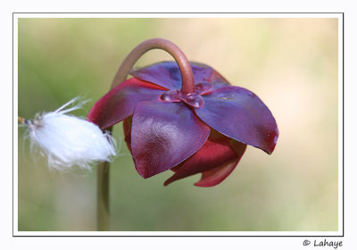 Sarracenie pourpre / Sarracenia purpurea