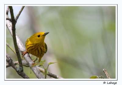 Paruline jaune / Yellow Warbler
