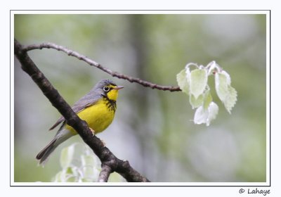 Paruline du Canada / Canada Warbler