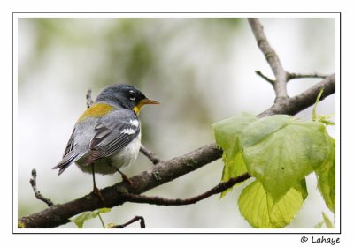 Paruline à collier / Northern Parula