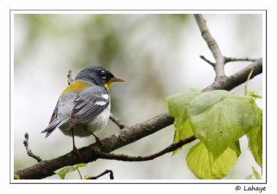 Paruline  collier / Northern Parula