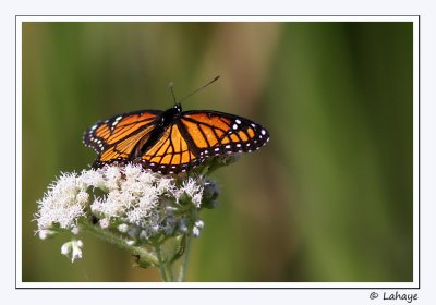 Vice-roi (Limenitis archippus)