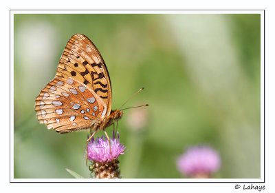 Argynne cybèle (Speyeria cybele)