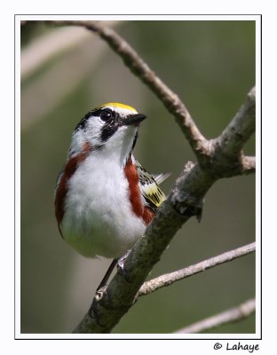 Paruline à flancs marron / Chestnut-sided Warbler