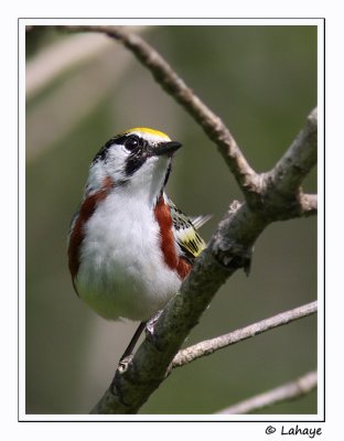 Paruline  flancs marron / Chestnut-sided Warbler