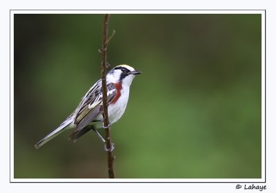 Paruline à flancs marron / Chestnut-sided Warbler