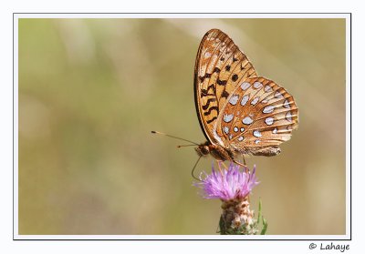 Argynne cybèle (Speyeria cybele)