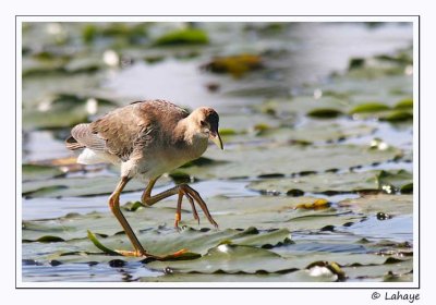 Talève violacée / Purple Gallinule