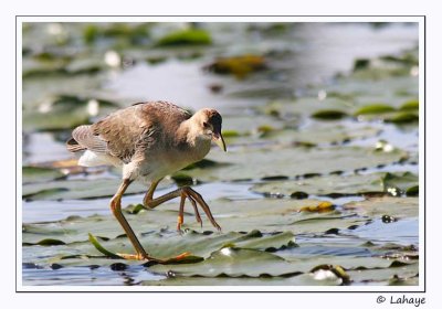 Talve violace / Purple Gallinule