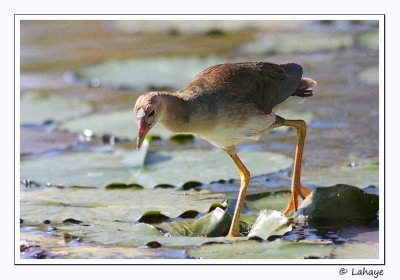 Talève violacée / Purple Gallinule