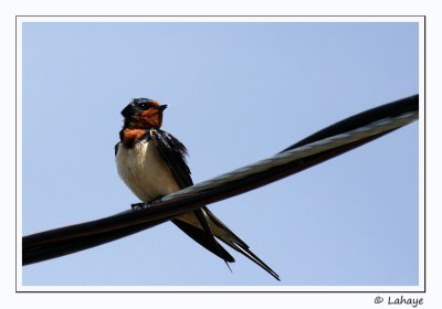 Hirondelle rustique / Barn Swallow