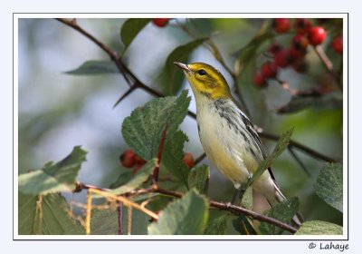 Paruline  gorge noire / Juv / Black-throated Green Warbler