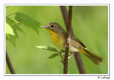 Paruline masquée / Juv / Common Yellow-throat