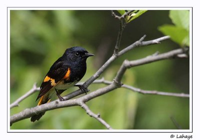 Paruline flamboyante / Male / American Redstart