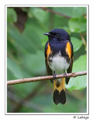 Paruline flamboyante / Male / American Redstart