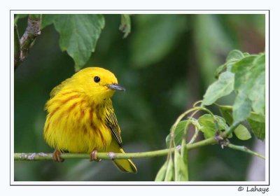 Paruline jaune / Yellow Warbler