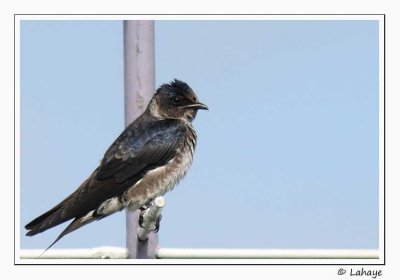 Hirondelle noire / Fem / Purple Martin