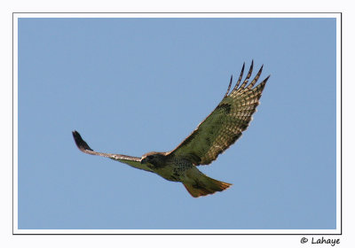 Buse à queue rousse / Red-tailed Hawk
