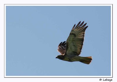 Buse  queue rousse / Red-tailaed Hawk