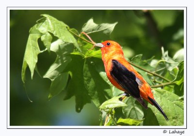 Piranga carlate / Male / Scarlet Tanager