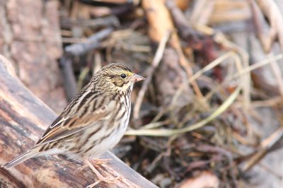 Bruant  des prs / Savannah Sparrow