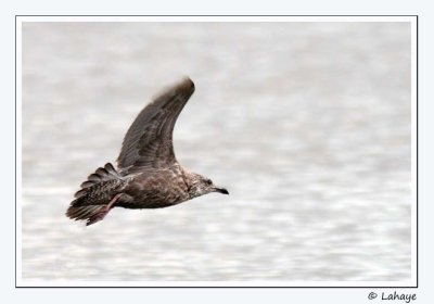 Goland argent 1er hiver / Herring Gull 1st winter