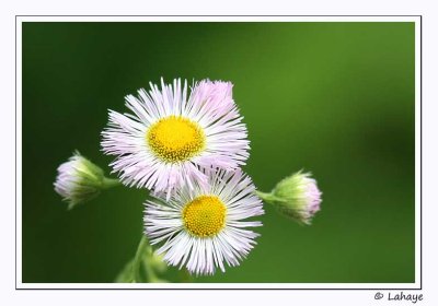 Erigeron annuus