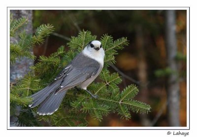 Mésangeai du Canada / Gray Jay
