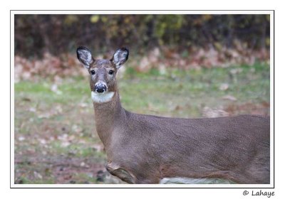 Cerf de Virginie 