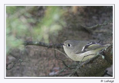 Roitelet  couronne rubis / Ruby-crowned Kinglet