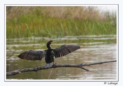 Cormoran  aigrettes / Double-crested Cormorant