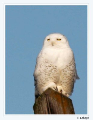 Harfang des neiges / Snowy Owl