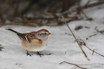 Bruant hudsonien /American Tree Sparrow