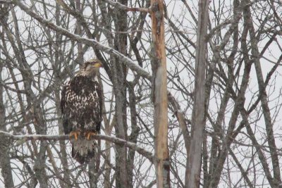 Pygargue à tête blanche / Bald Eagle