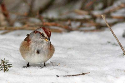 Bruant hudsonien / American Tree sparrow