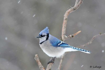 Geai bleu / Blue Jay